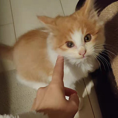 人懐っこい2ヶ月茶白子猫ちゃん