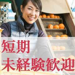 【短期/1月末まで】みかんの仕分け作業（K5211103）