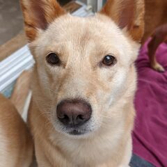 優しい性格の柴犬ミックスの女のです。里親になっていただけないでし...