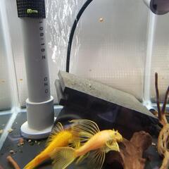 ブルーアイゴールデンブッシープレコ　幼魚