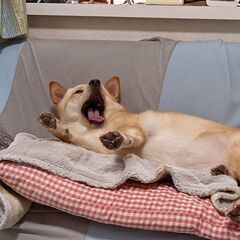 おっとりしたちょっと大きめの柴犬ミックスの女子です。里親になっていただけないでしょうか。 - 犬