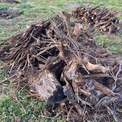 (掘り起こし再募集です)  木の株の撤去をボランティアでお願いできる方を募集します。宜しくお願い致します。 − 群馬県