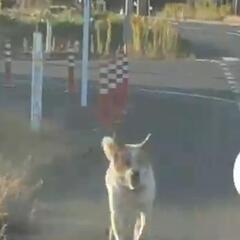 #岩沼市 #迷子犬 #放浪犬