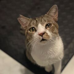 「おはよう(=^・^=)」って喋るにゃんこです！