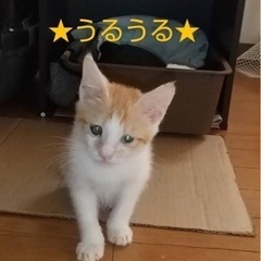 茶白オス里親募集