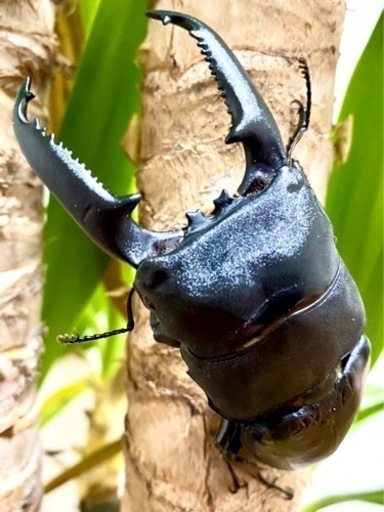 パラワンオオヒラタクワガタ♂♀大型個体【完売御礼】