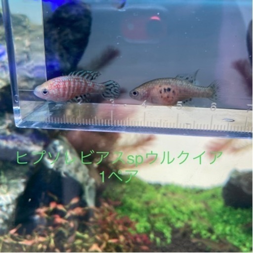 色々入荷
