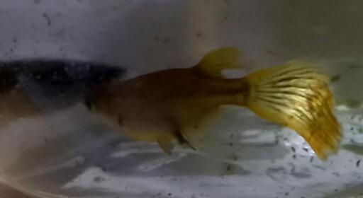 五式ヒレ長メダカの若魚10匹
