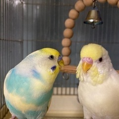 セキセイインコ　２羽　里親さんが決まりました。ありがとうございました。