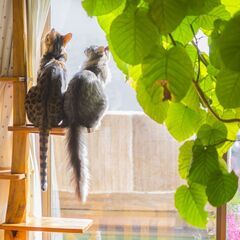 ヒョウ柄の猫ベンガル猫ブリーダー専門店　卸価格にて販売中(8万円～) - 地元のお店