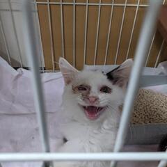 子猫