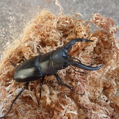アマミノコギリクワガタ新成虫ペア