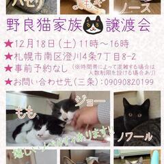 ★野良猫家族😸譲渡会✨開催致します★