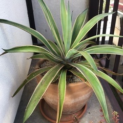 【無料】観葉植物4鉢+土 育ててくださる方☆
