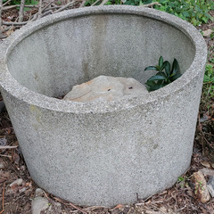 井戸のコンクリート枠