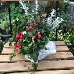 2500円♡寄せ植えレッスン♡の画像