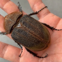 ★ヘラクレスオオカブト　♂1♀2トリオ★の画像