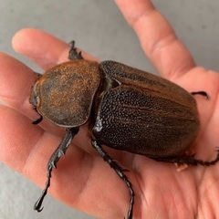 ★ヘラクレスオオカブト　♂1♀2トリオ★の画像