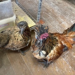 黒烏骨鶏の中ヒナペア！　２ペアいます！ - 地元のお店