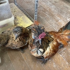 黒烏骨鶏の中ヒナペア！　２ペアいます！ − 大分県