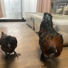 黒烏骨鶏の中ヒナペア！　２ペアいます！ - ペット