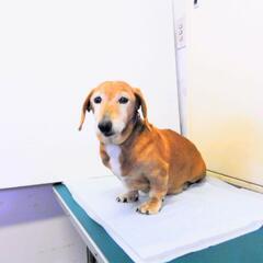 #迷子犬 #保護犬 #宮城県 #柴田町