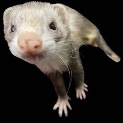 フェレットを飼っている方で話しませんか〜