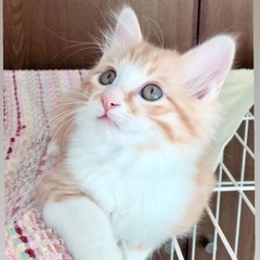 里親決定わんぱく坊ちゃん☆ロッキー君2ヶ月半長毛ボブテイル - 流山市
