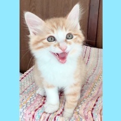 里親決定わんぱく坊ちゃん☆ロッキー君2ヶ月半長毛ボブテイル