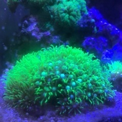 海水魚　サンゴ　スターポリプ✨美✨