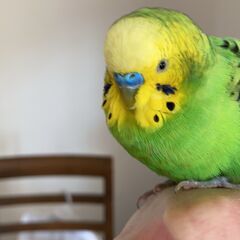 セキセイインコ里親募集