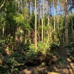 一緒にウォーキングしませんか？