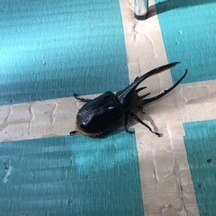 クワガタ　カブトの情報交換や採取など　友達募集！
