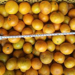 完売しました。🍊🍊NO2早生みかん(小粒)10キロ900円送料無料🍊🍊