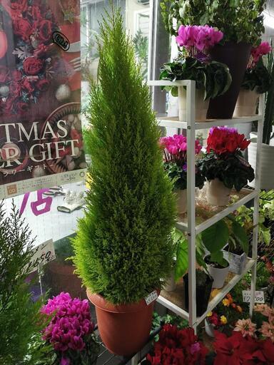 ゴールドクレスト　観葉植物
