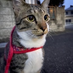 元気なコジロウ