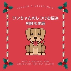 ワンちゃんのクリスマス無料撮影会の画像