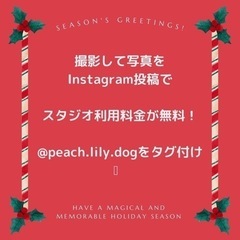 ワンちゃんのクリスマス無料撮影会の画像