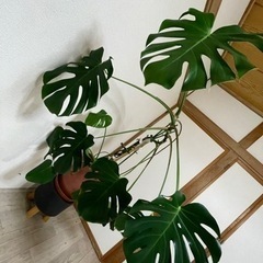 売約済　モンステラ　観葉植物