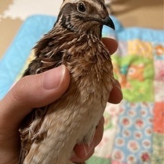 並ウズラ　オス　
