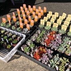 11月26日　多肉植物販売