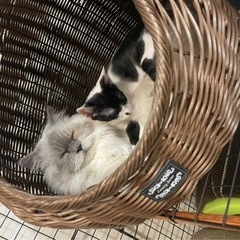 見つかりました🥲