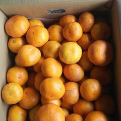 🍊🍊わけあり早生みかん   1500円  送料無料🍊🍊