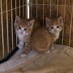 小さな4姉弟ペアで寂しくないように・・・。 - 猫