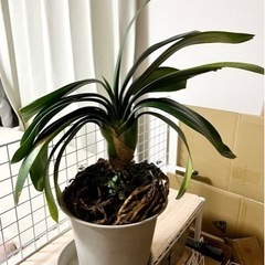 鉢植え クンシラン 育てて頂ける方に差し上げます