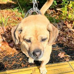 #仙台市 #貝ケ森 #迷子犬 #保護犬 #拡散希望