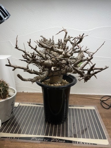 ボスウェリア　ネグレクタ　最終値下