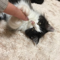 長毛のハチワレ(譲渡決定！) - 猫