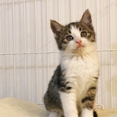マズルの短いキジ白ちゃん(譲渡済)