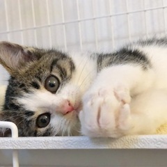 マズルの短いキジ白ちゃん(譲渡済) - 大分市